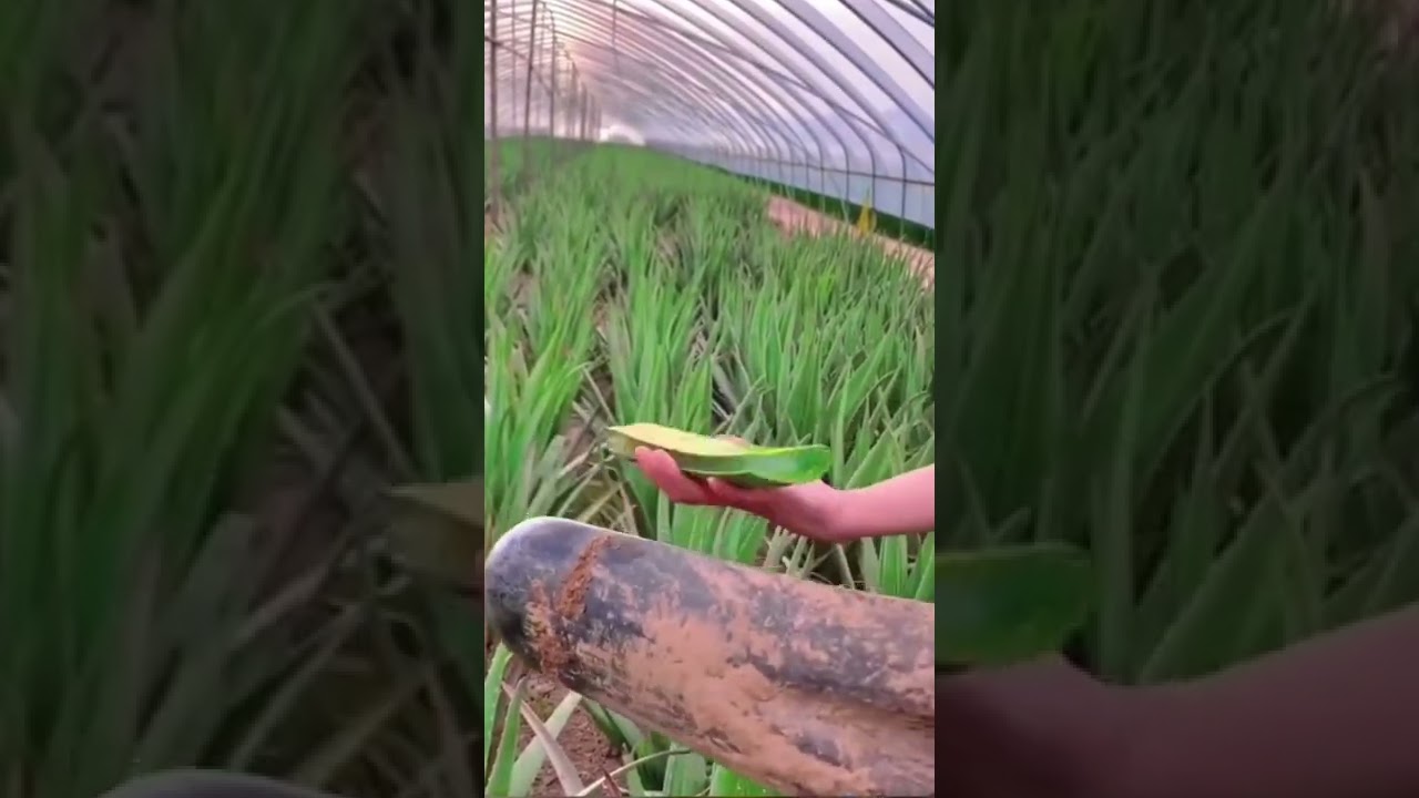 Aloe vera farming | organic aloe vera #food#delicious#streetfood#foodlover#foodie#shorts#subscribe