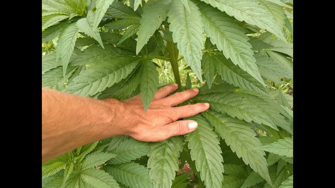 Tree of Life Episode 3: Week 2 of Flower 2019 (No Till) Tough Trees Flowering