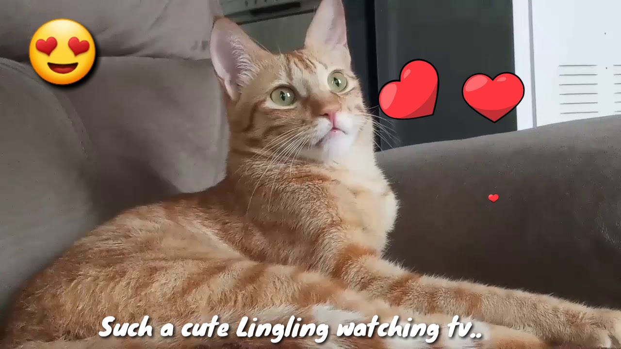 Cat watching tv