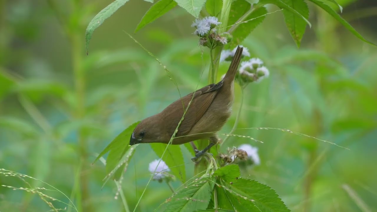 Munia