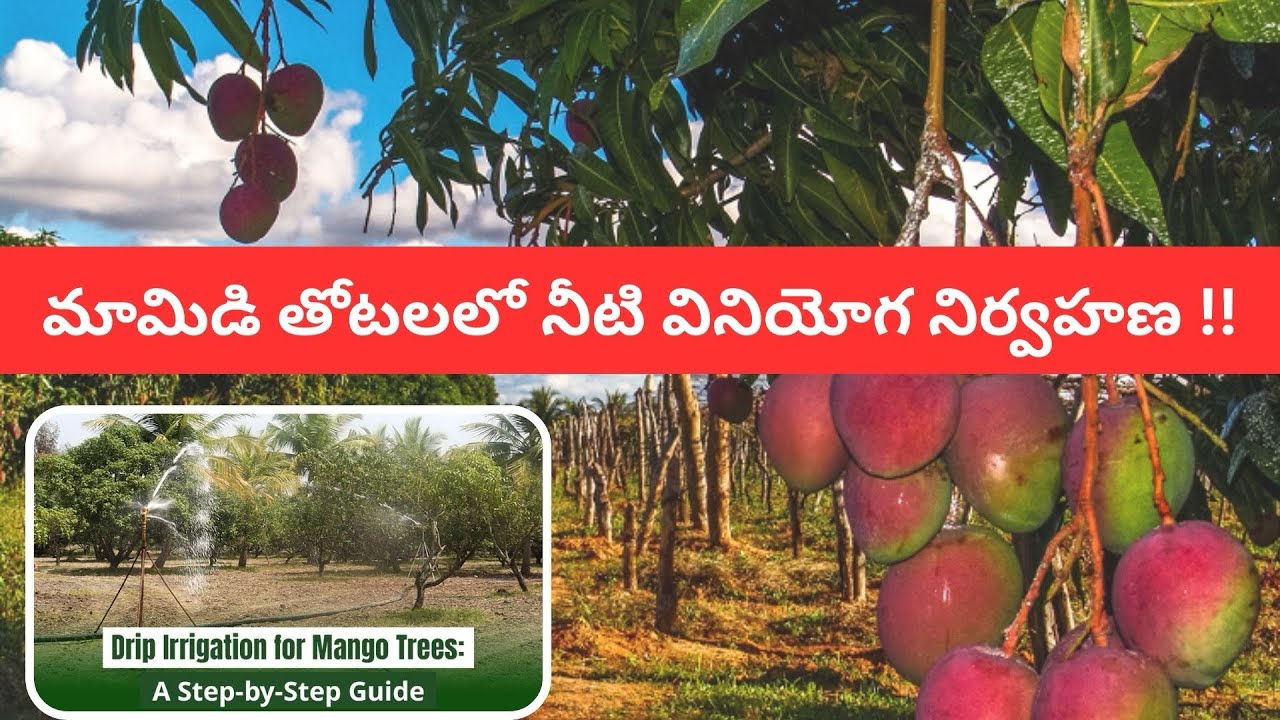  మామిడి లో నీటి యాజమాన్యం|| Mango Water Management and mango hoppers control
