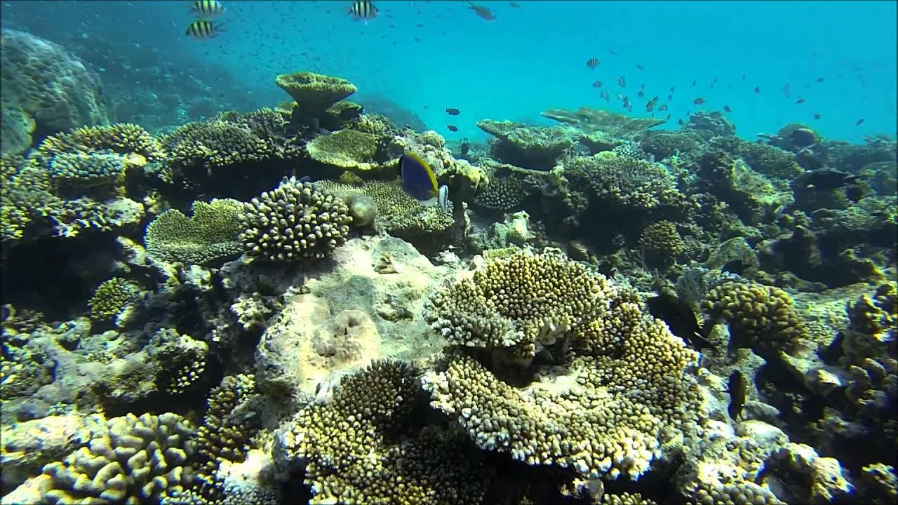 Diving & Snorkeling on Kuredu Island, Maledivs