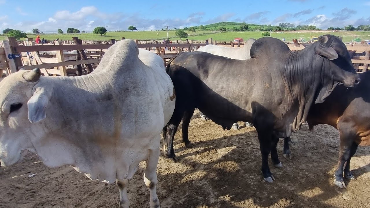 Feira de gado em lajedo-Pe 18-03-2026 garrotada extra 