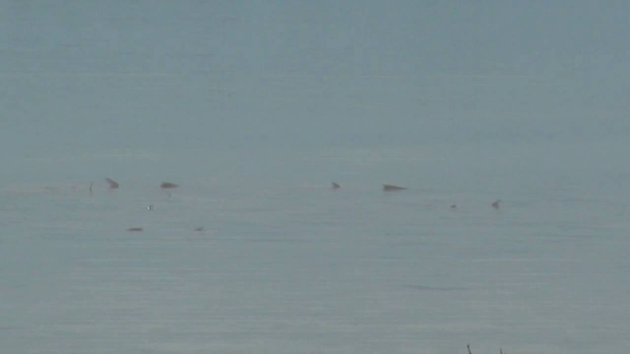 Bonefish tailing as I walk on the flats