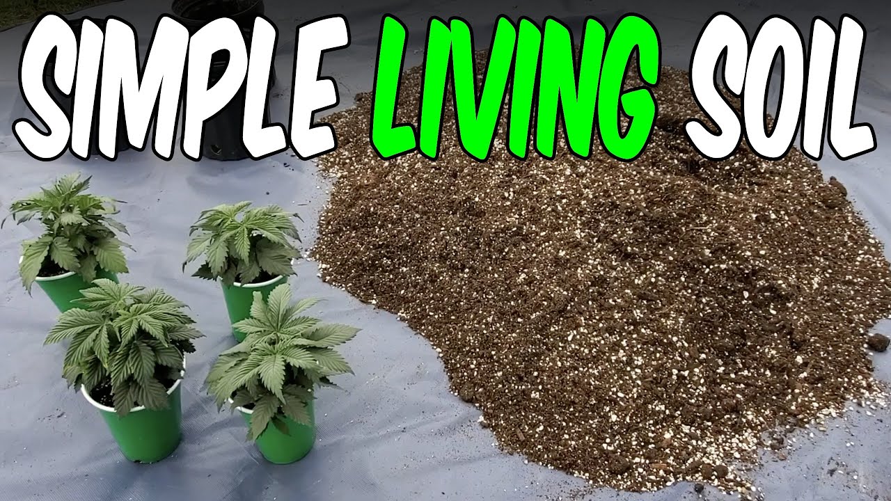 OG Kush из Seed Ep.1 Живая почва для каннабиса