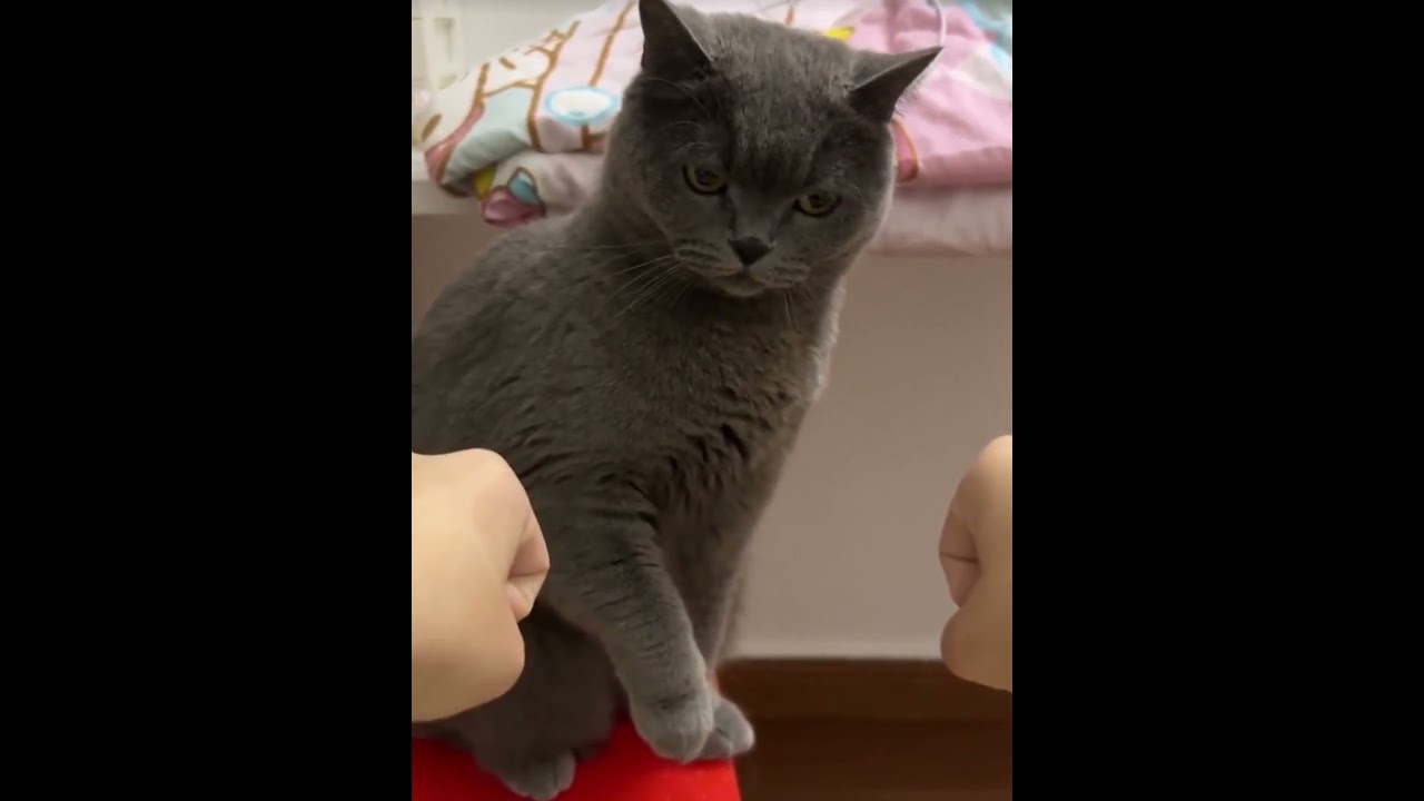 🧐It's genuinely thinking hard #cat #adorably #cute #kitten #adorableandfunny #cutecat #adorablepets