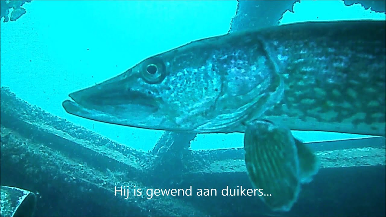 20150724 Duiken in de Beldert