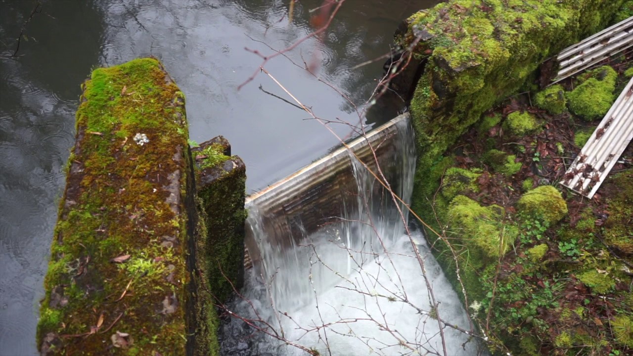 The Difference Between Hatchery and Wild Salmon