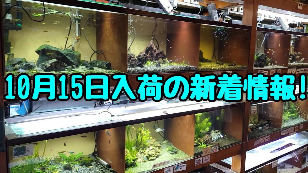 10月15日の入荷情報！久しぶりのチョコレートグラミー&バイランティ　水草も多めです