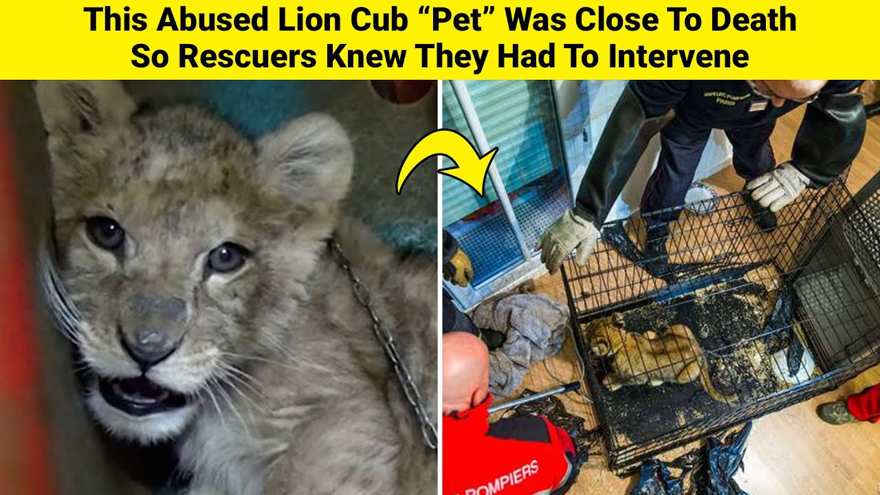 This Abused Lion Cub &ldquo;Pet&rdquo; Was Close To Death &ndash; So Rescuers Knew They Had To Intervene