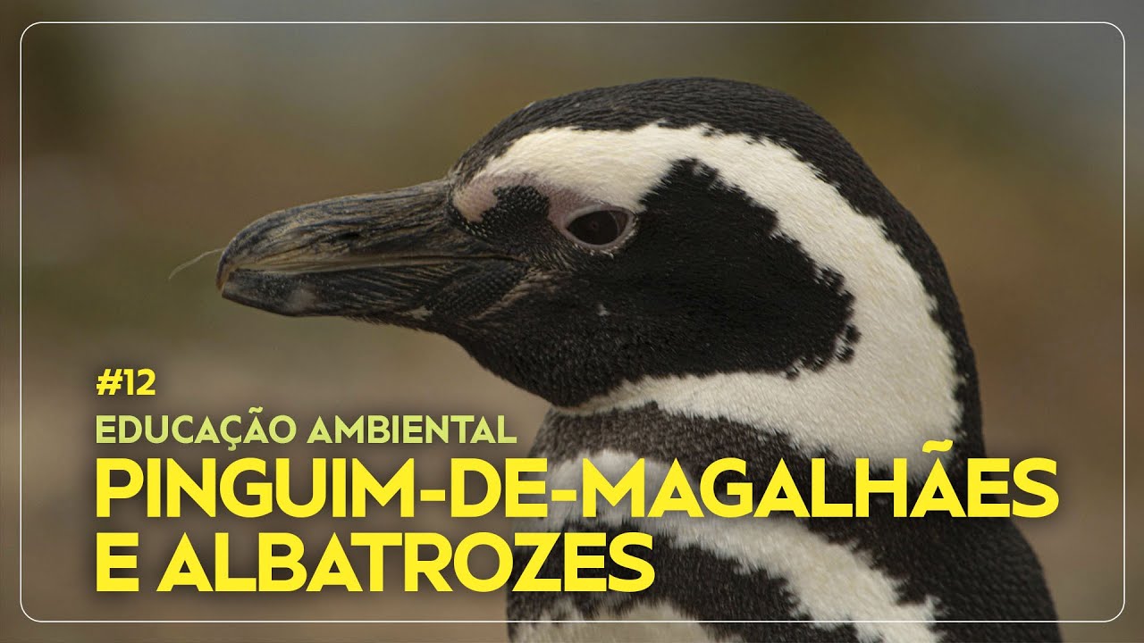 Migração e curiosidades do Pinguim-de-magalhães