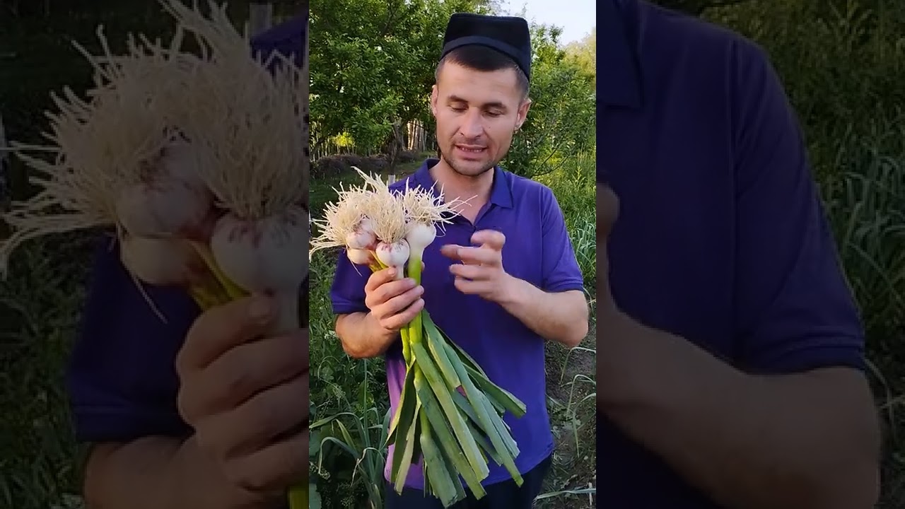 Biogumusga ekilgan Chesnok savdosini har yilgidan 20kun oldin boshladim.