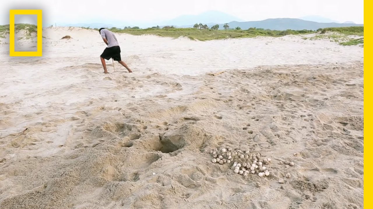 Stealing Turtle Eggs Got People Shot, But The Thievery Continues | National Geographic