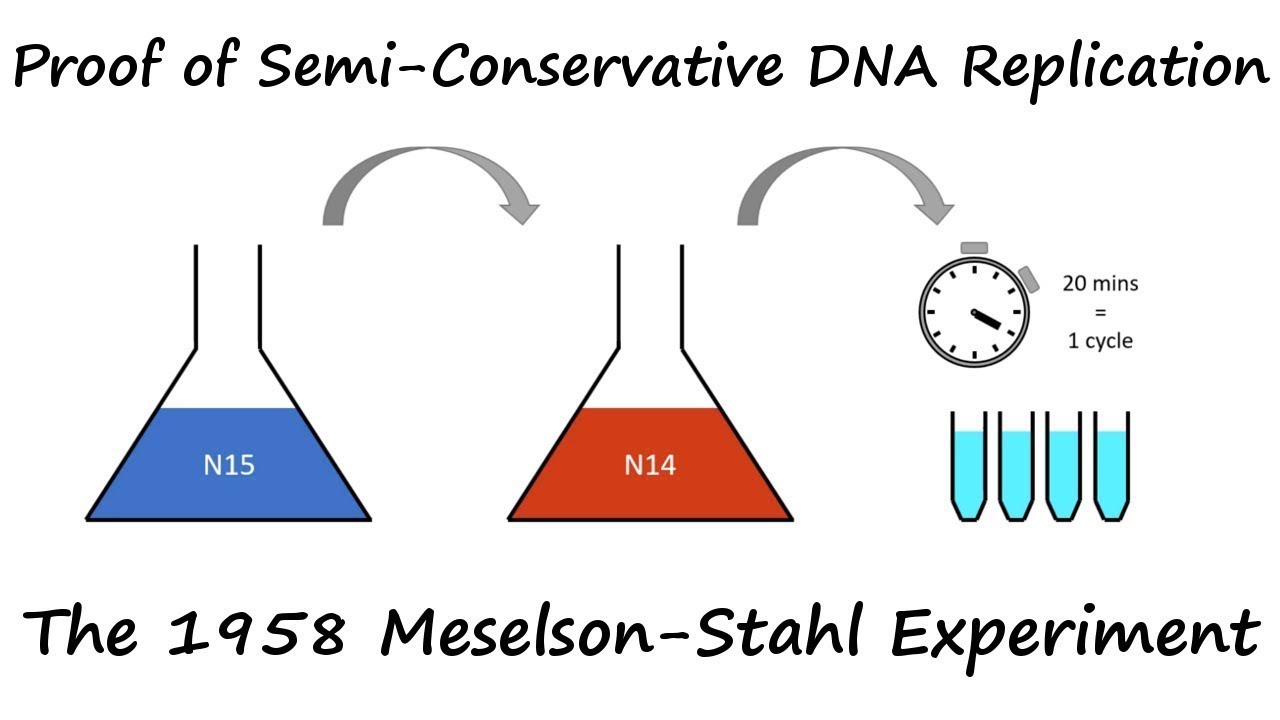 تجربة التضاعف بطريقة شبة المحافظ Meselson and Stahl Experiment