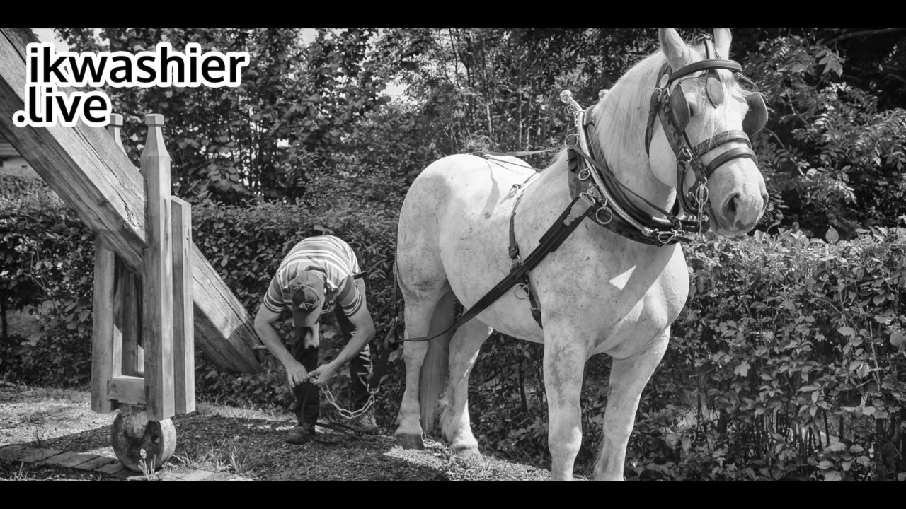 Trait Boulonnais in Den Rosmeulen - ikwashier.live in Volckerinckhove / Trekpaard in rosmolen