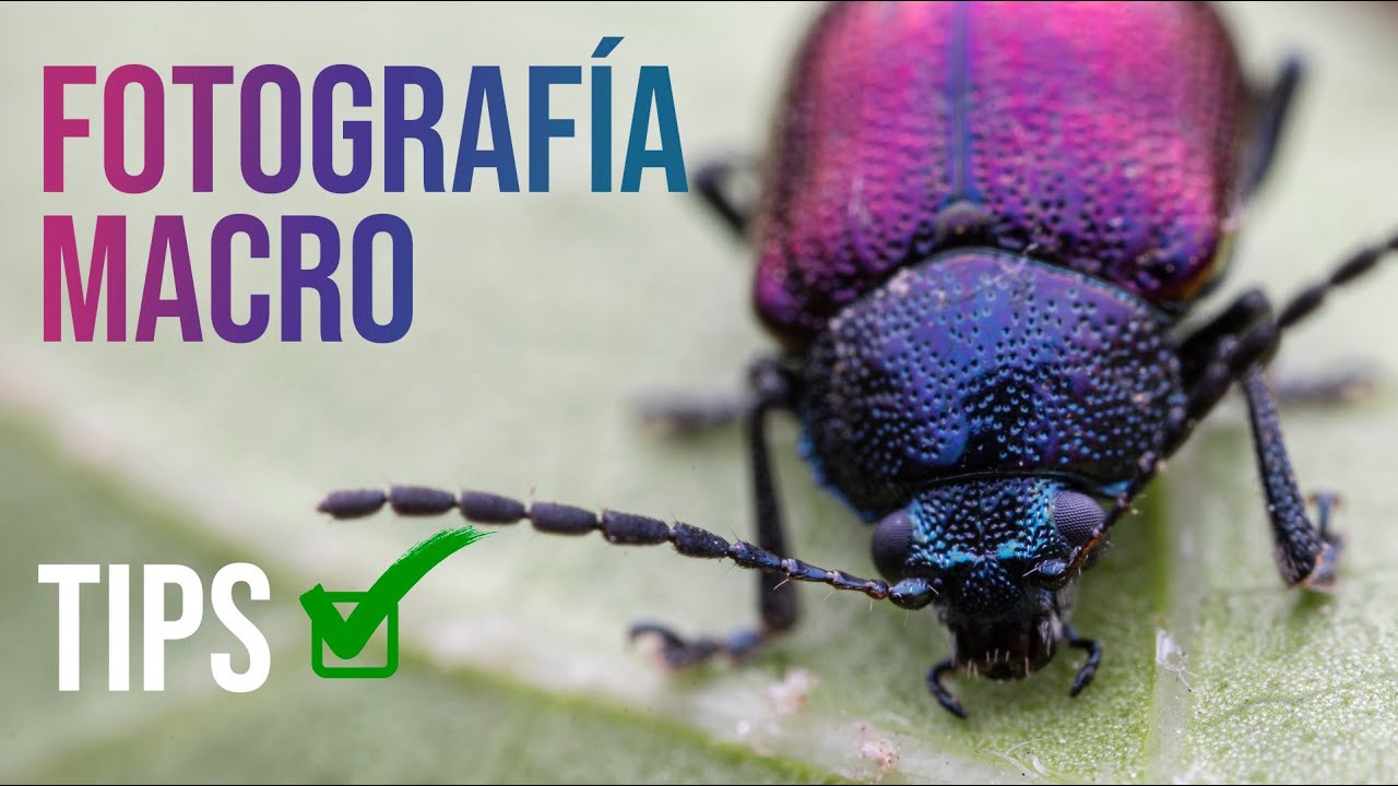 🐞 FOTOGRAFÍA MACRO 📸 TIPS - CONSEJOS - CONSULTAS DE SEGUIDORES PARA HACER MEJORES FOTOS ✅