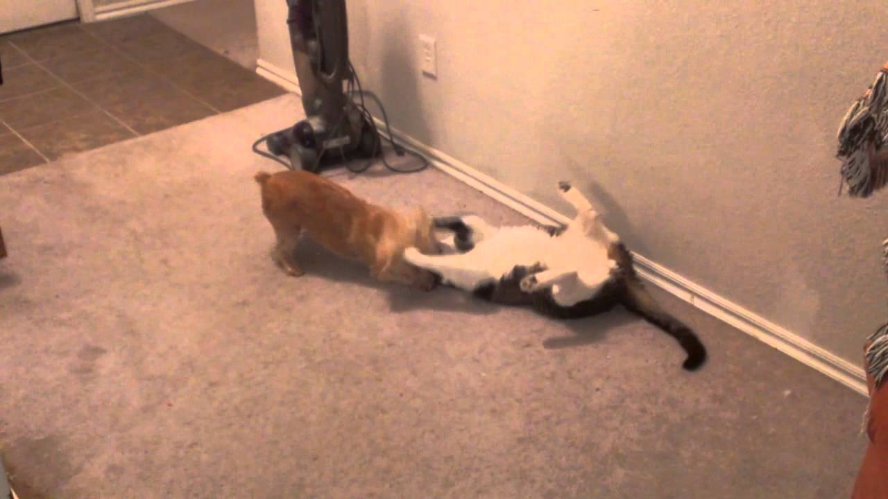 Solving the Feline Problem, Part 1