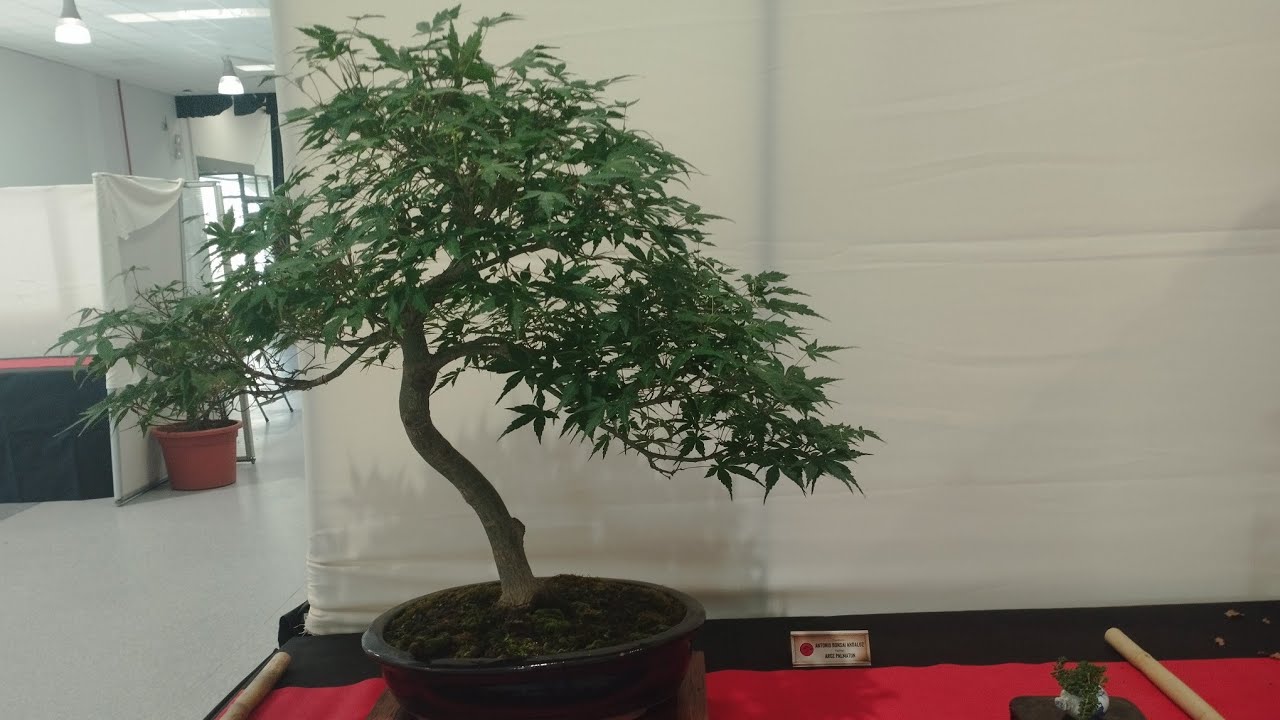 VIII Exposición de Adictos al Bonsái en Chipiona . 