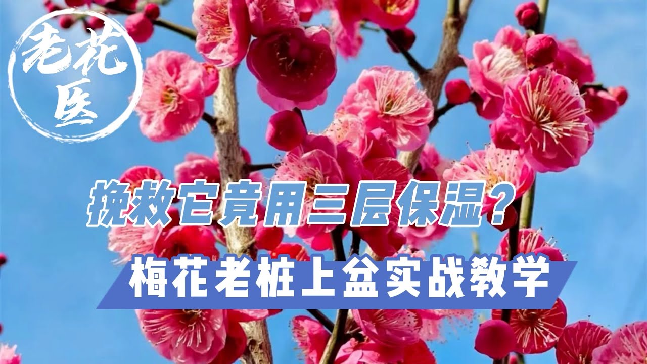 【寄养梅花老桩】用水泡足24小时还不够？竟然要用三层保湿？梅花老桩上盆实战教学 Rescue a pulm old pile  #2.