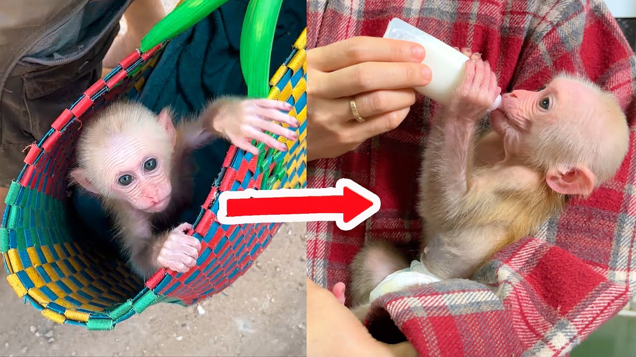The journey... Baby monkey Bibi returns home.