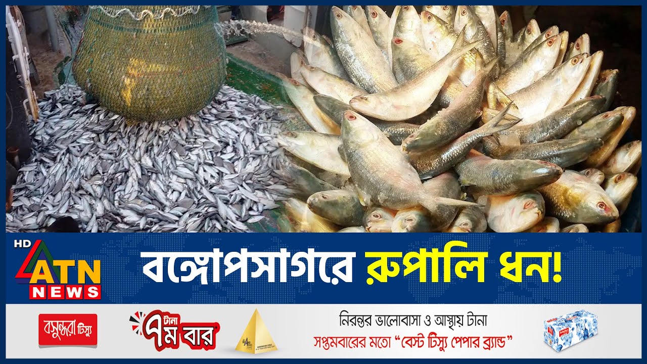এক ট্রলারেই ধরা পড়লো ৬১ টন ইলিশ, সমুদ্র যেন ইলিশে ভরপুর! | Hilsha Fish | Patuakhali | ATN News