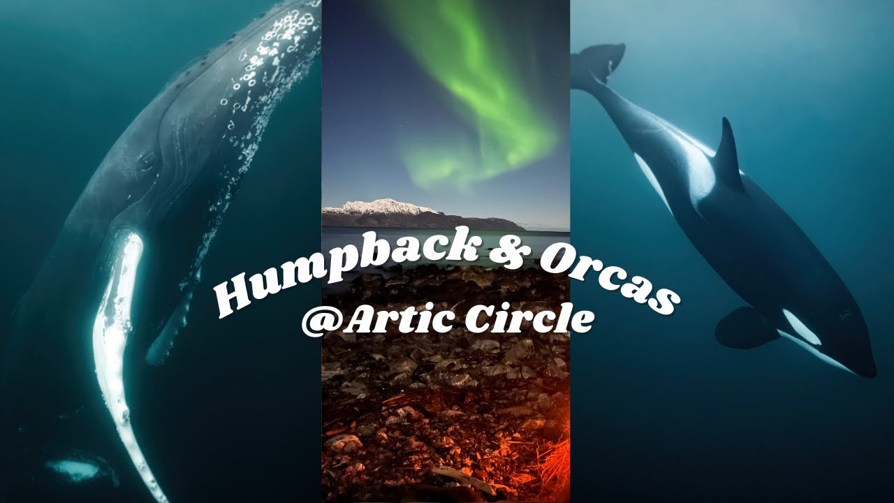 Swimming with humpback and orcas in the Artic Circle