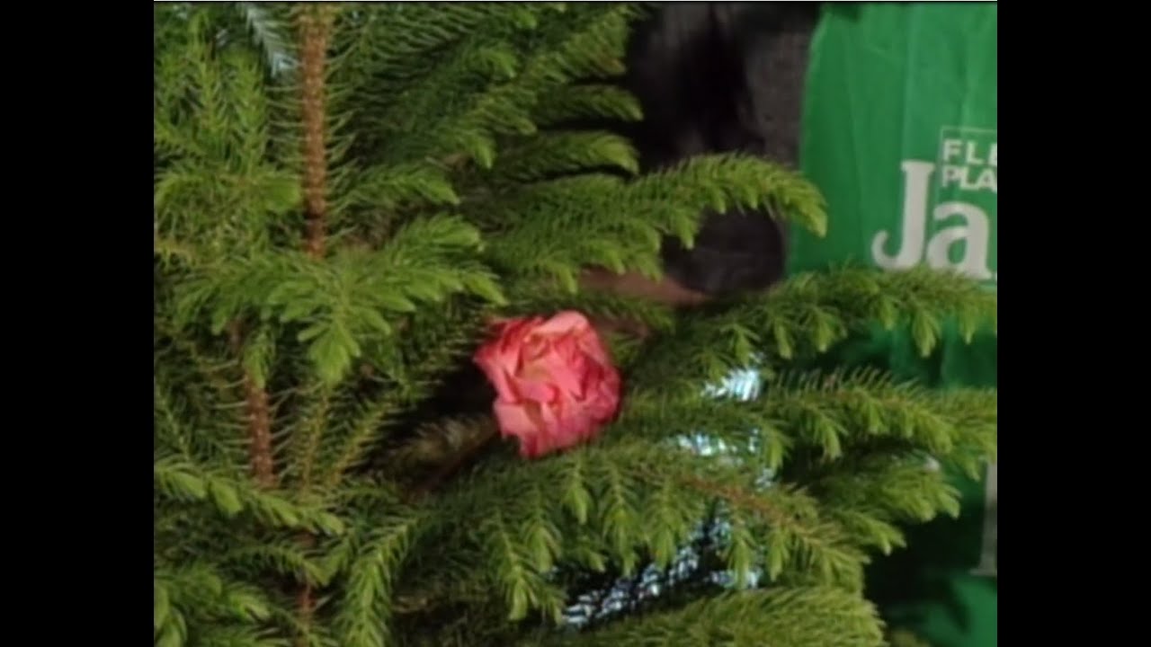 Un arbuste d’intérieur comme arbre de Noël en 1992