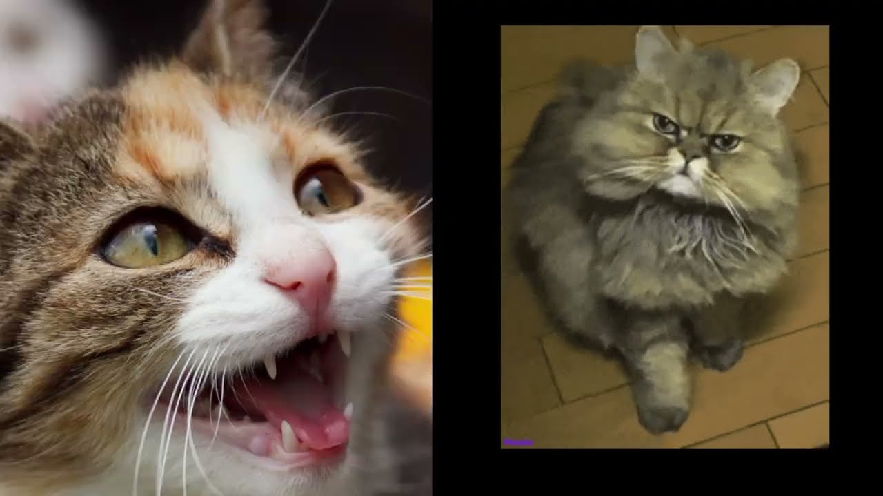 Angry Cats Sound Effects |catsworldshabeenkhan