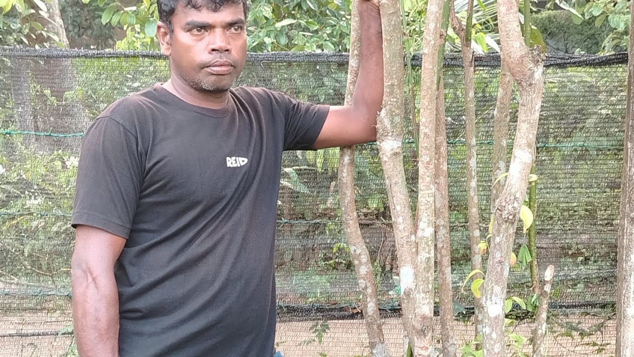 Cinnamon  amugoda  wawapu  බකට්  5 kramaya