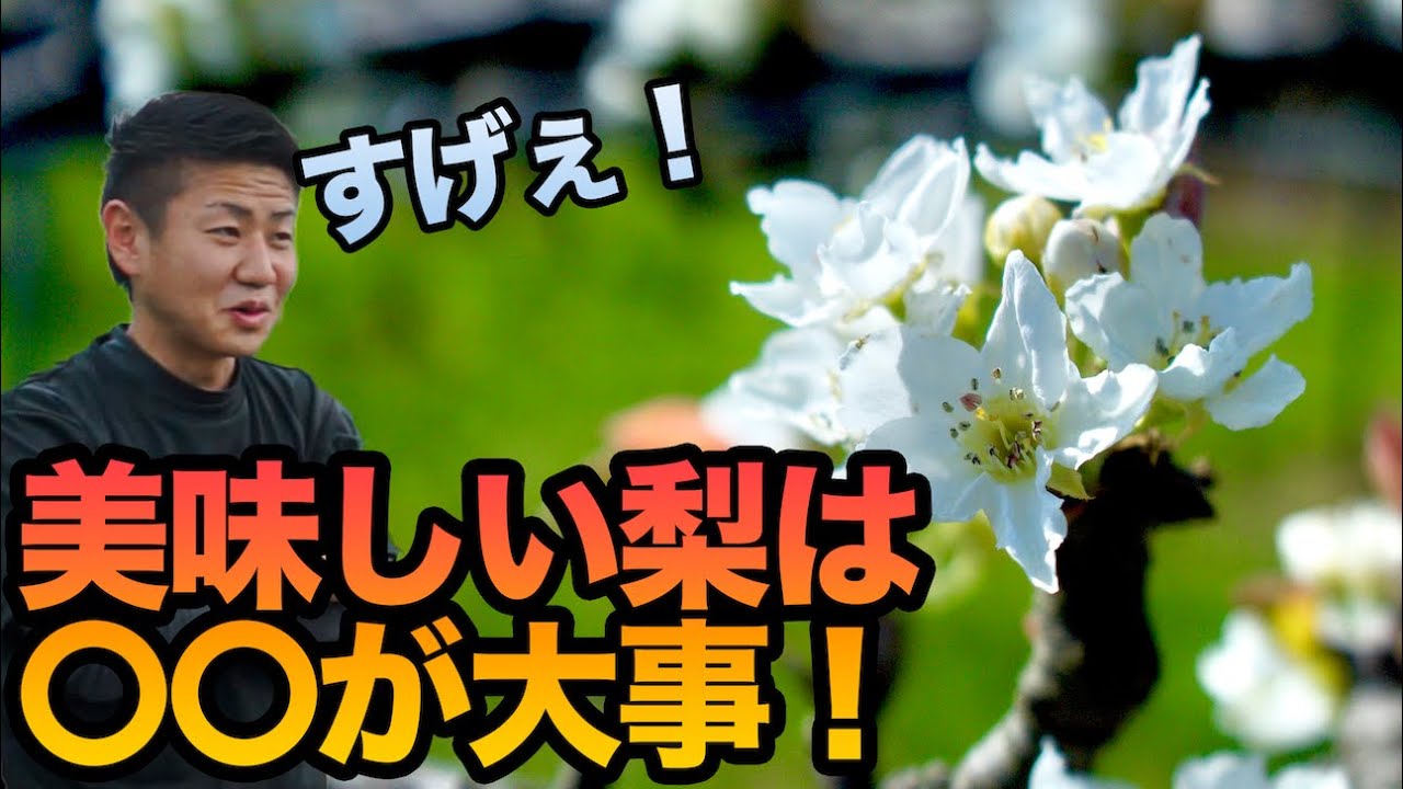 【こばちゃんが行く！】梨を作る苦労にビックリ‼︎受粉作業について教えていただきました‼︎