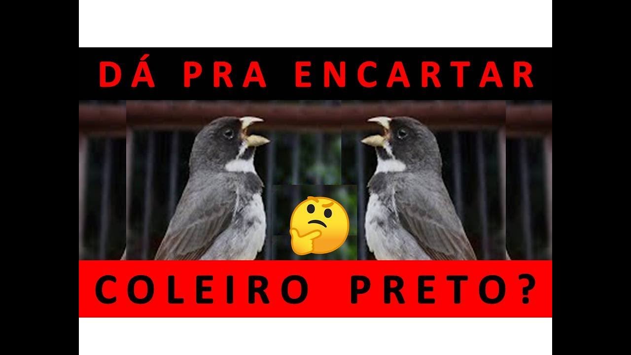 COMO ENSINAR CANTO EM PAPA-CAPIM/COLEIRO (COMPLETO)