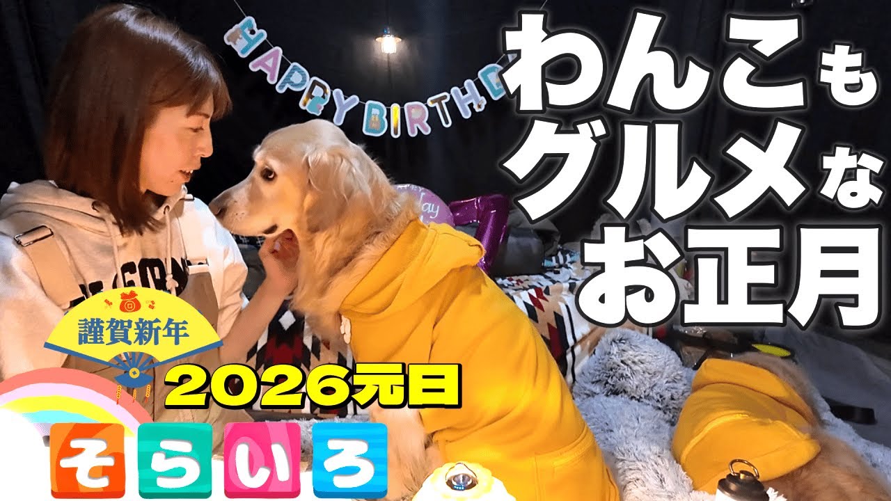 お正月×誕生日🐾わんこのお祝いグルメに我慢できない愛犬達【朝霧CampBaseそらいろ】新幕 日坊エアーテント goldenretriever 大型犬