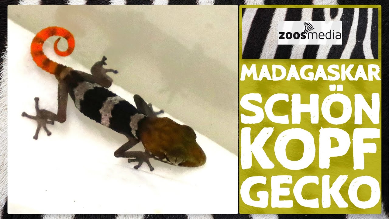 Kölner Zoo: BABY bei den Madagaskar Schönkopfgeckos | zoos.media