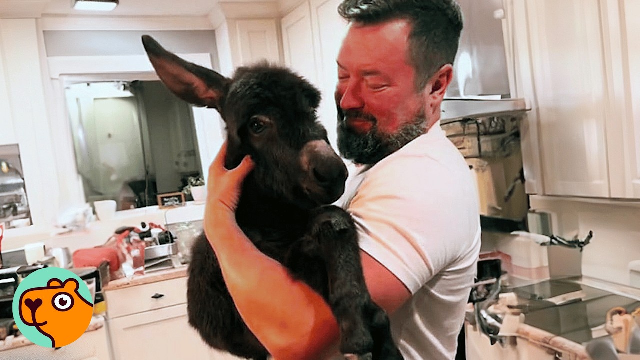 House Donkey Knows When It’s Bedtime And Loves Snuggling With Dad | Cuddle Buddies