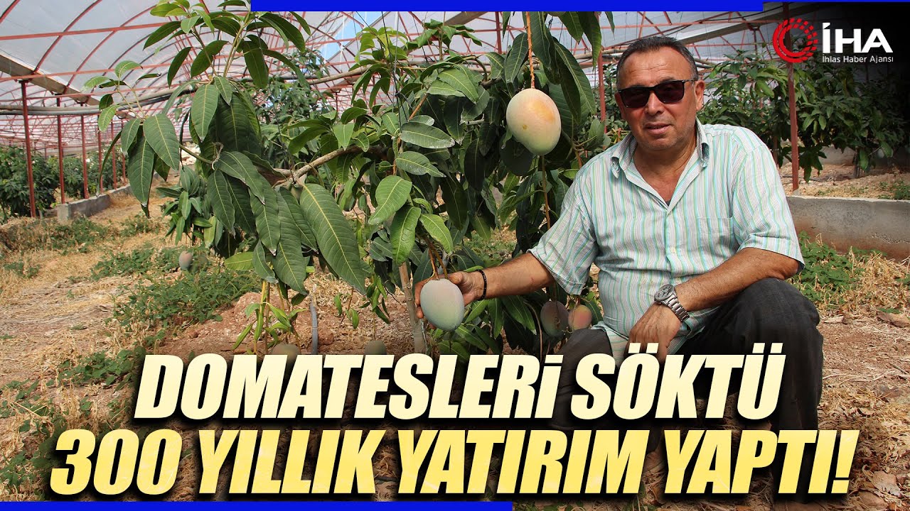 Domatesleri Söktü 4 Dönümlük Yeni Sera Kurdu