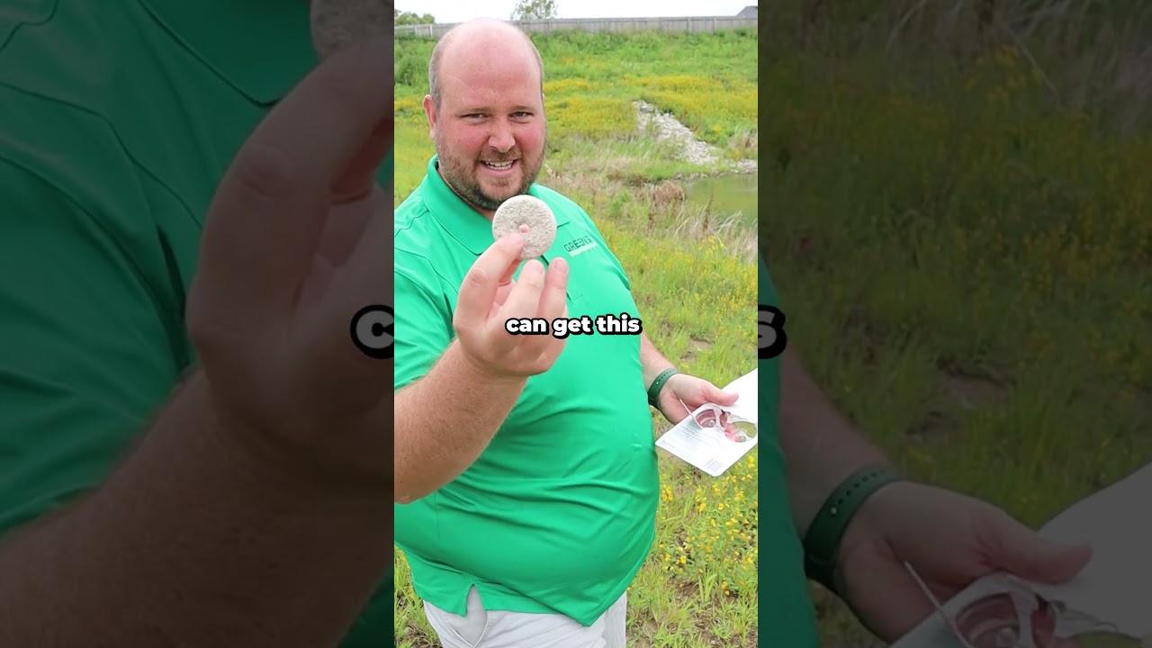 How to Control Mosquitos in your - Mosquito Dunks