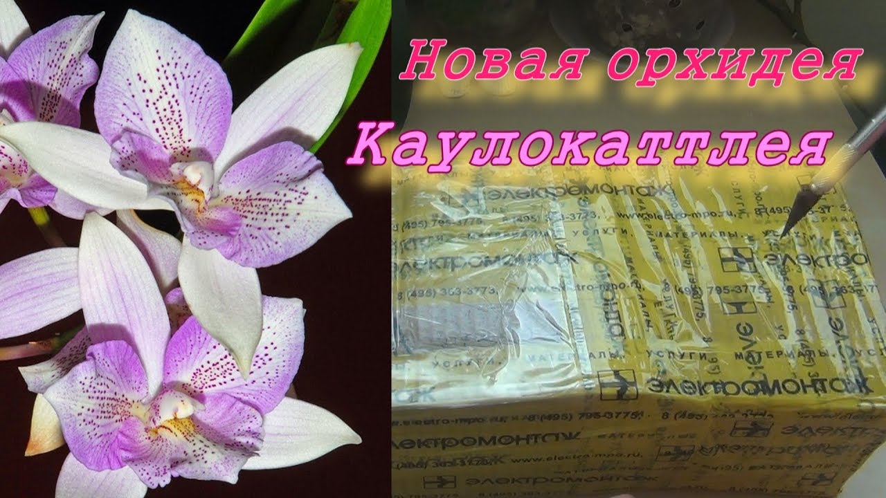 Новинки орхидей: каулокаттлея / caulocattleya chantilly lace twinkle