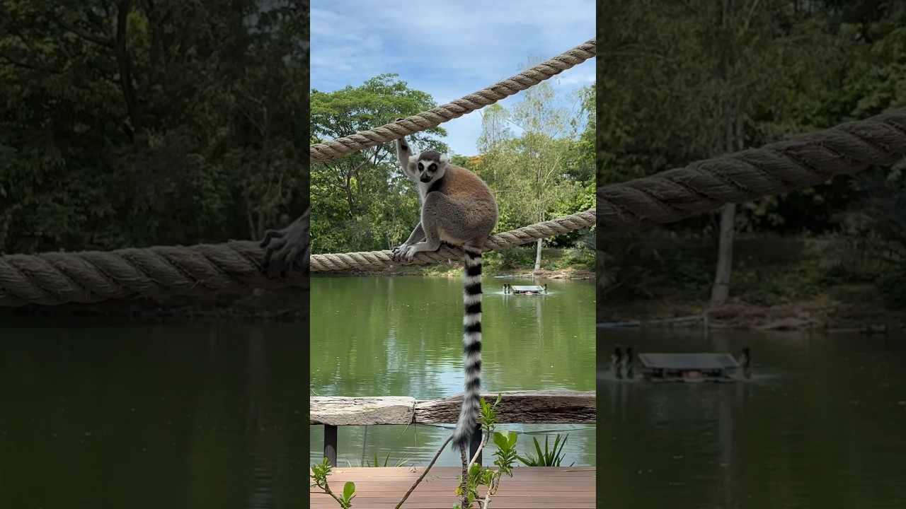 Lemurs island in Khao Keow open zoo #thailand #lemur #khaokeow #openzoo