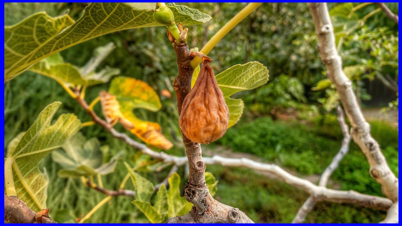 Do you have a Sick or Dying Fig Tree? (FMV)