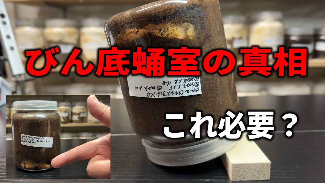 クワガタがびん底に蛹室を作ったらひっくり返す！これって本当に必要？