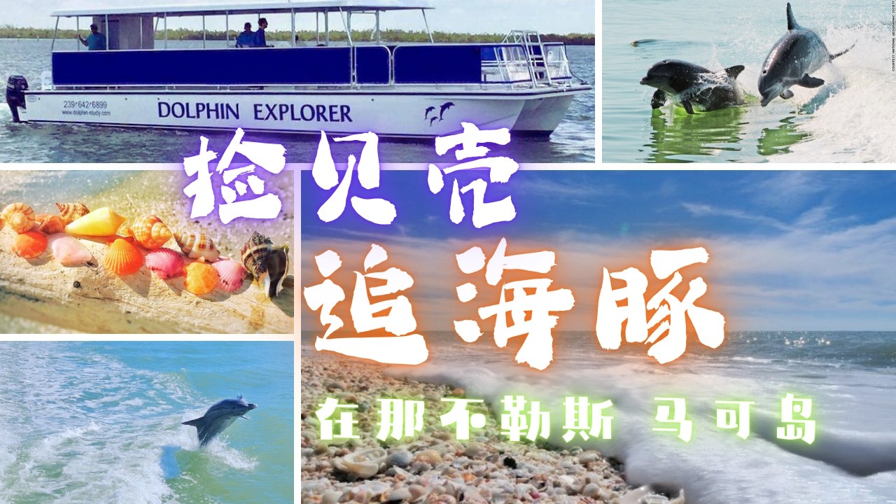 排名前五的追海豚活动&排名前三的捡贝壳沙滩 | 佛州西海岸的精华体验