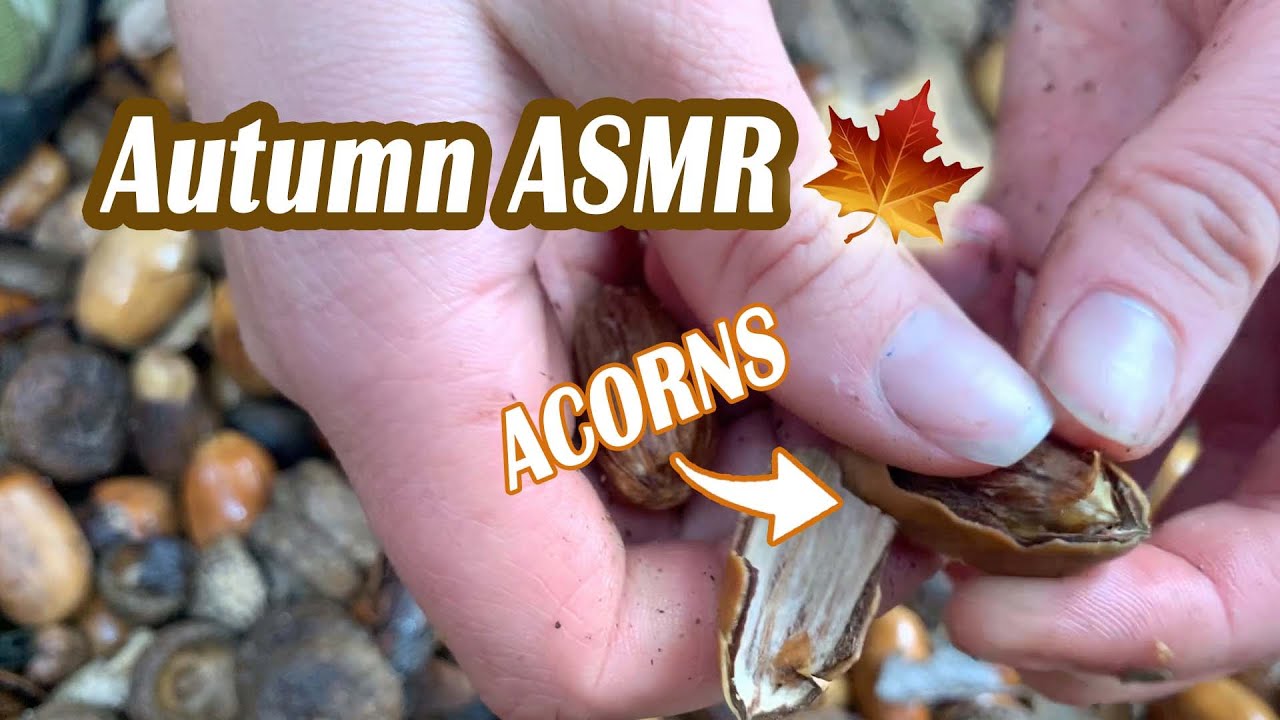 Walk by a Creek in the Rain 🍁​Autumn ASMR- Crunchy Acorns, Leaves, Wet Pebbles, Soft Whispers🌲​LOFI