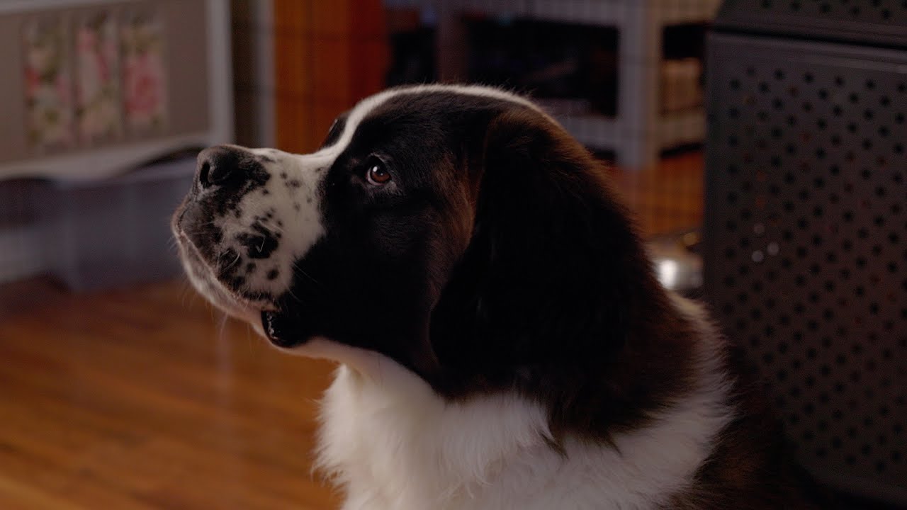 Deshedding a Saint Bernard Is a Two-Person Job