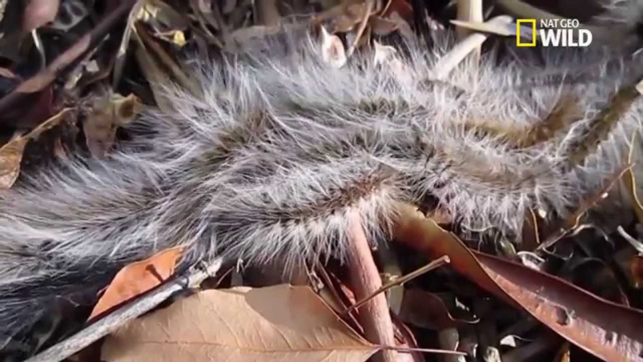 La chenille processionnaire