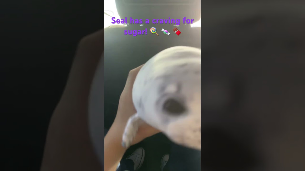 Seal will get hyper 😥 #scottfrenzel #sugarhigh #trending #sweettooth #hungry #seal #plushie