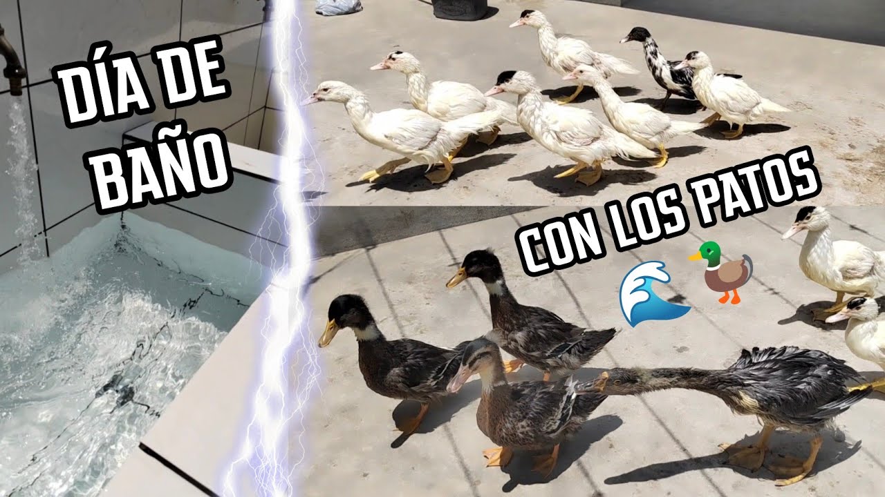 Día de baño 🌊 Patos, Gansos y más 🦖
