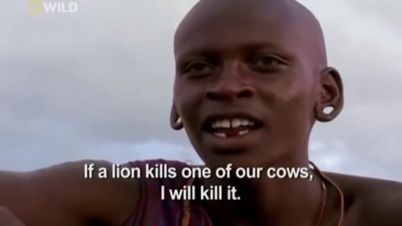 Lions vs Maasai Warriors ( courtesy of NAT GEO )