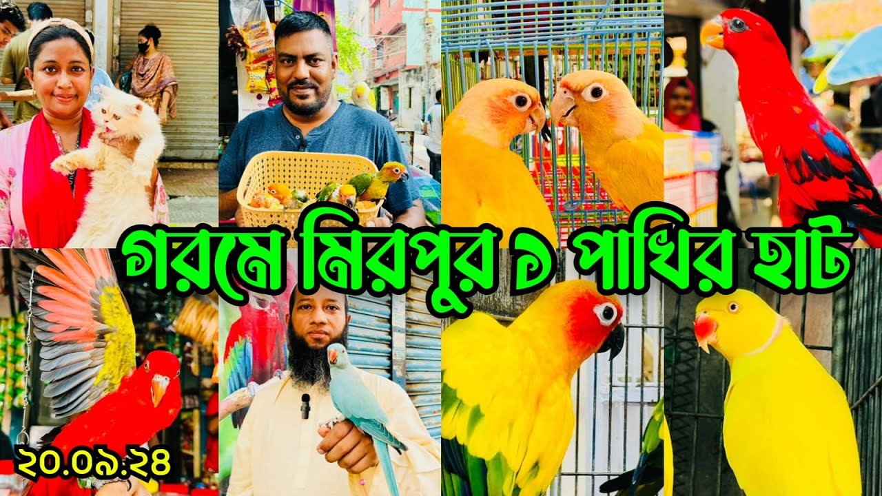 দম ফাটানো গরমে মিরপুর ১ পাখির হাটের অবস্থা | Mirpur 1 Pakhir Hat | Birds Price BD #viralvideo