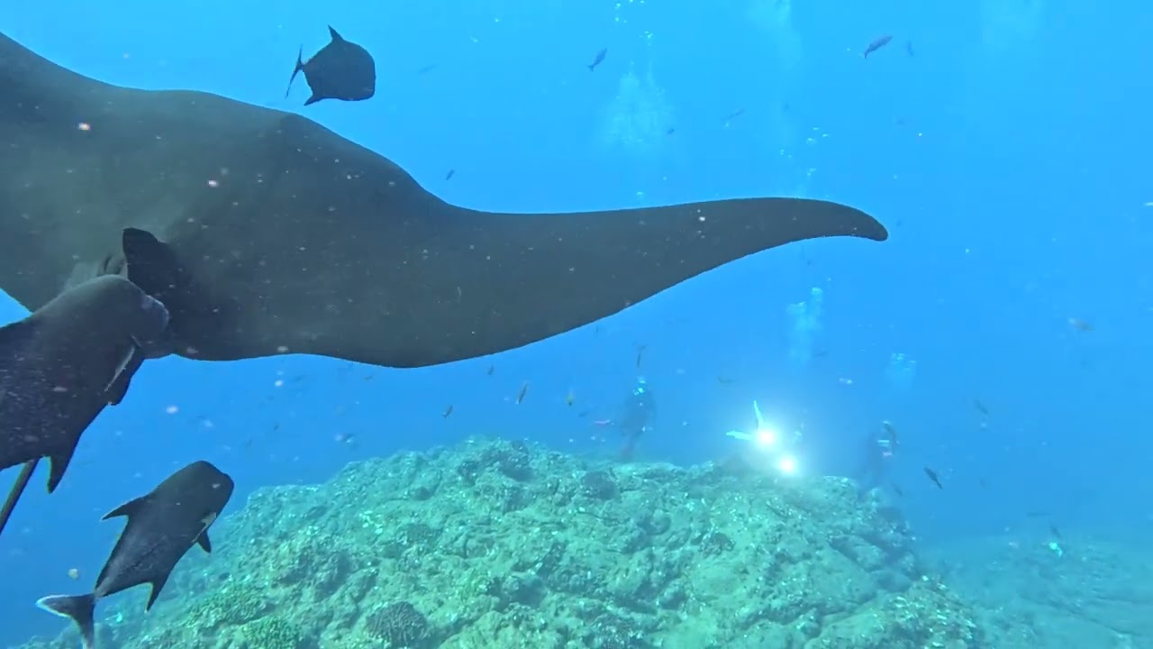 San Benedicto Sharks   El Canyon   On station
