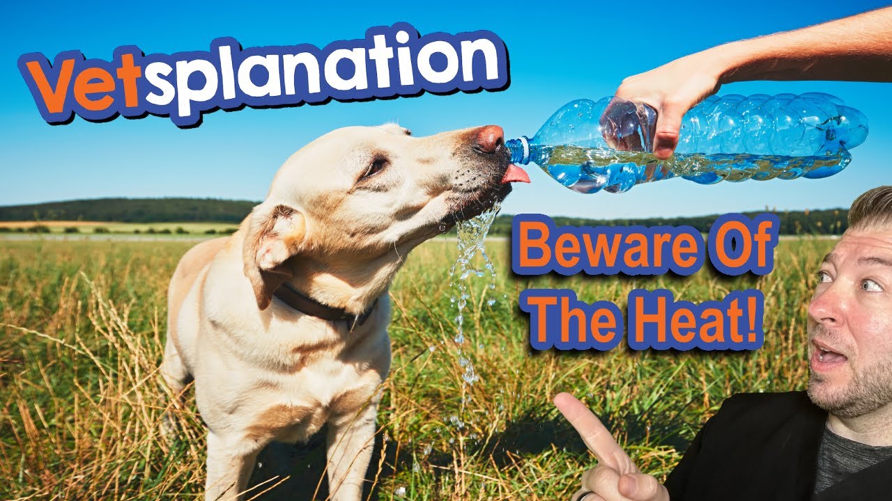 Heatstroke Warning: Protect Your Pets Today!